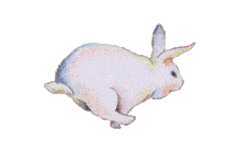 bunny gif